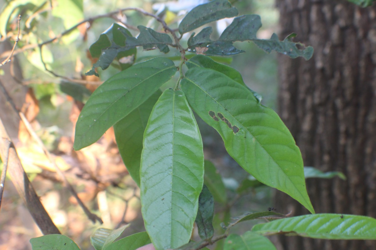 Uvaria sphenocarpa Hook.f. & Thomson